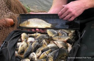 Carp Price - Carp Price Guide - Fish Farm