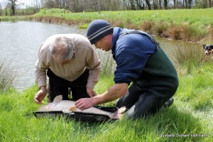 Quintons_Orchard_Fish_Farm_Carp_Re-stocking (5)