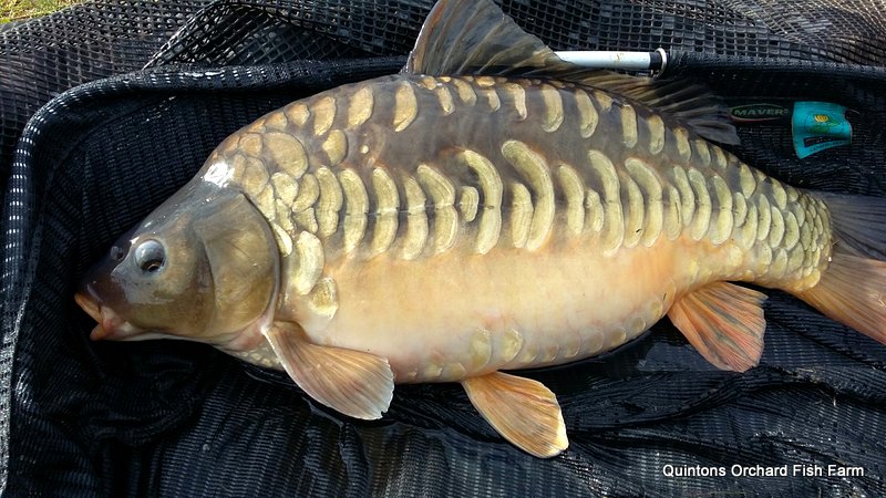 Download Common F1 Carp Pictures