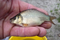 Quintons Orchard Fish Farm