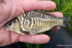 Quintons Orchard Fish Farm