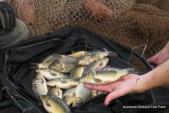 Quintons Orchard Fish Farm