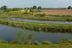 Quintons Orchard Fish Farm