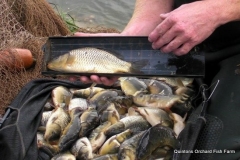 Quintons Orchard Fish Farm