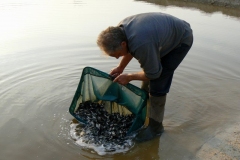 Quintons Orchard Fish Farm