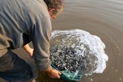 Quintons Orchard Fish Farm