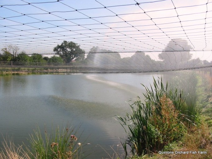 Carp Fish Farm UK Quintons Orchard Fish Farm
